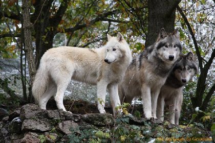 Les loups du Gévaudan , Office de Tourisme en Aubrac