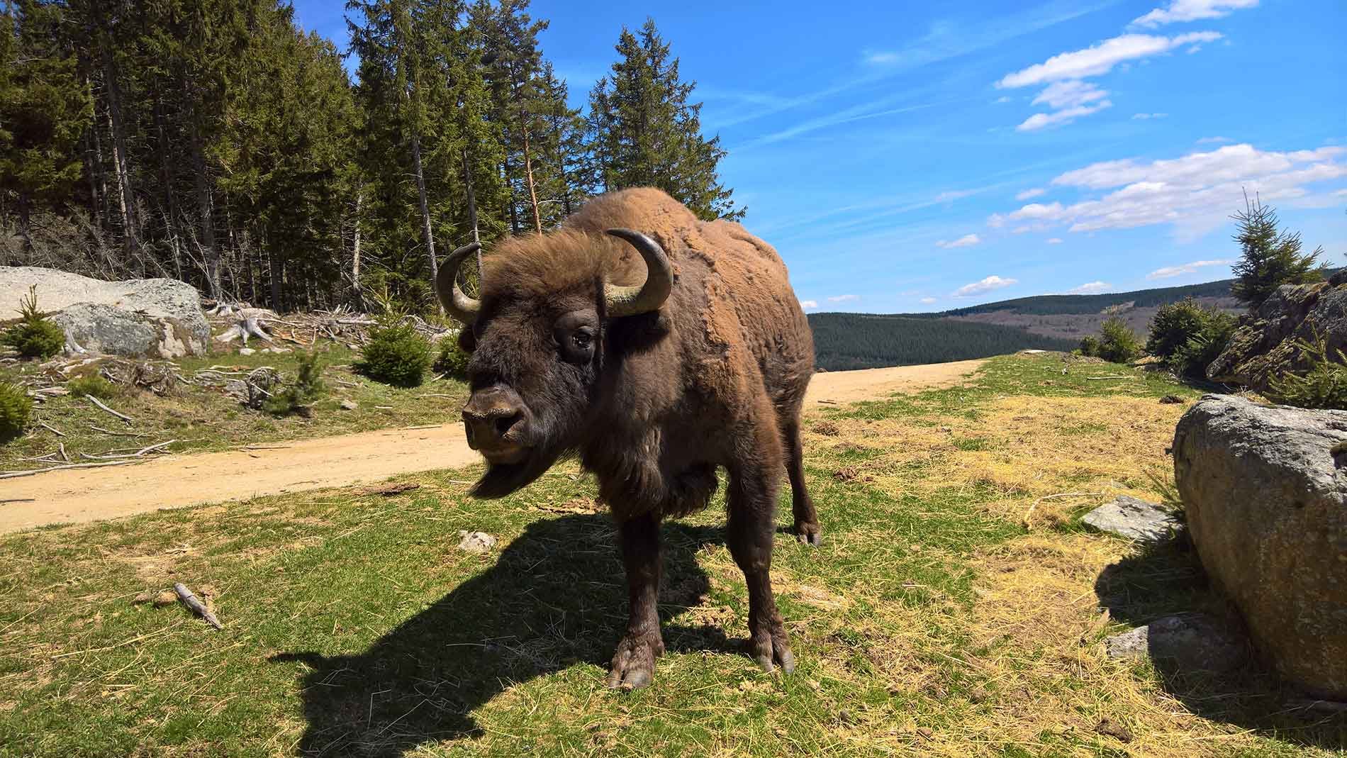Réserve des Bisons de la Margeride, SteEulalie Tourisme Aveyron