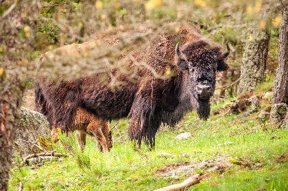 Réserve des Bisons de la Margeride, Office de Tourisme en Aubrac