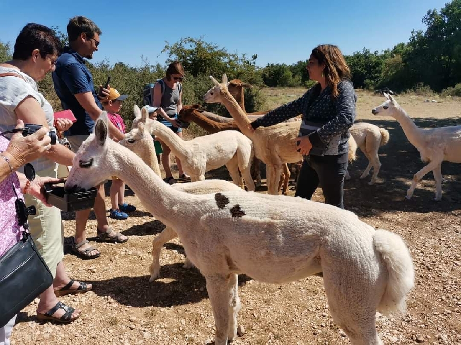 Visite de l'élevage Les Alpagas filent sur le Larzac