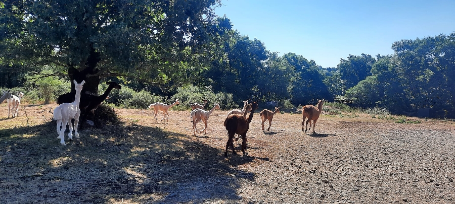 Visite de l'élevage Les Alpagas filent sur le Larzac