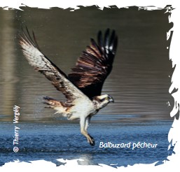 Observation : les oiseaux de la vallée du Lot
