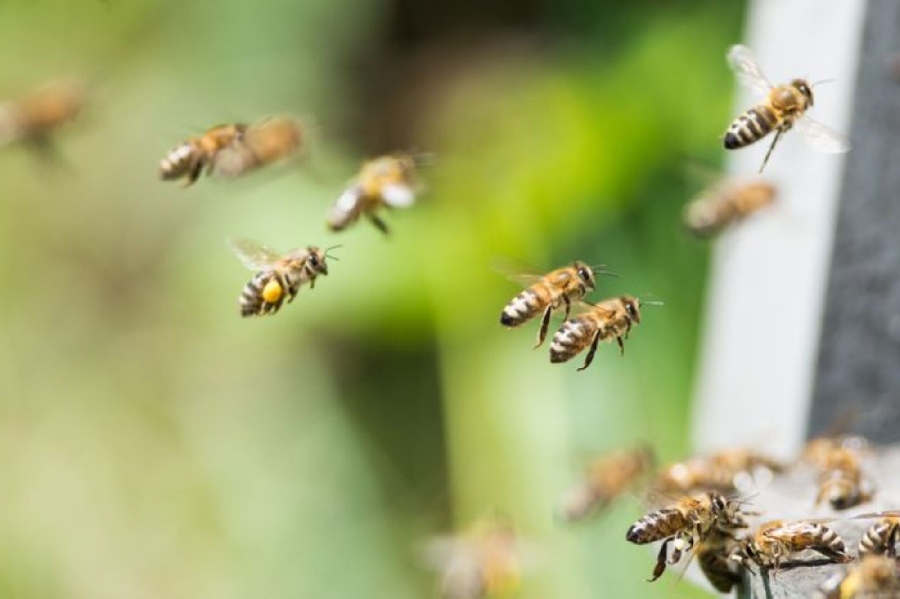 Stage apiculture Elevage de reines  France Occitanie Aveyron Saint-Affrique 12400