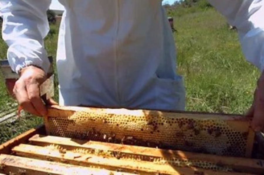 Stage apiculture 