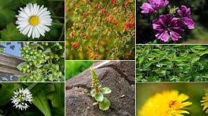 Atelier Retour au Naturel : « savoir-faire et transmission autour des plantes et de la santé »