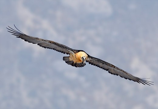 Sortie observation des vautours Gypaète barbus
