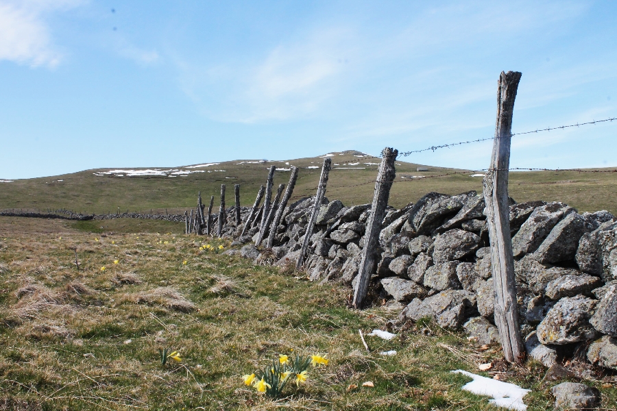 Randonnée accompagnée : Rand'Aubrac