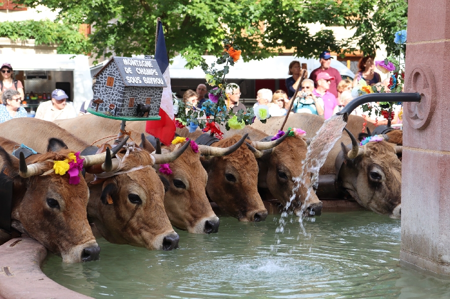Transhumance 2023 : Passage des troupeaux à la fontaine de la Place Théron