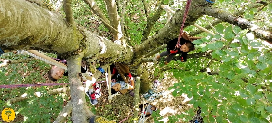 Grimpe d'arbres, ludique et sensoriel