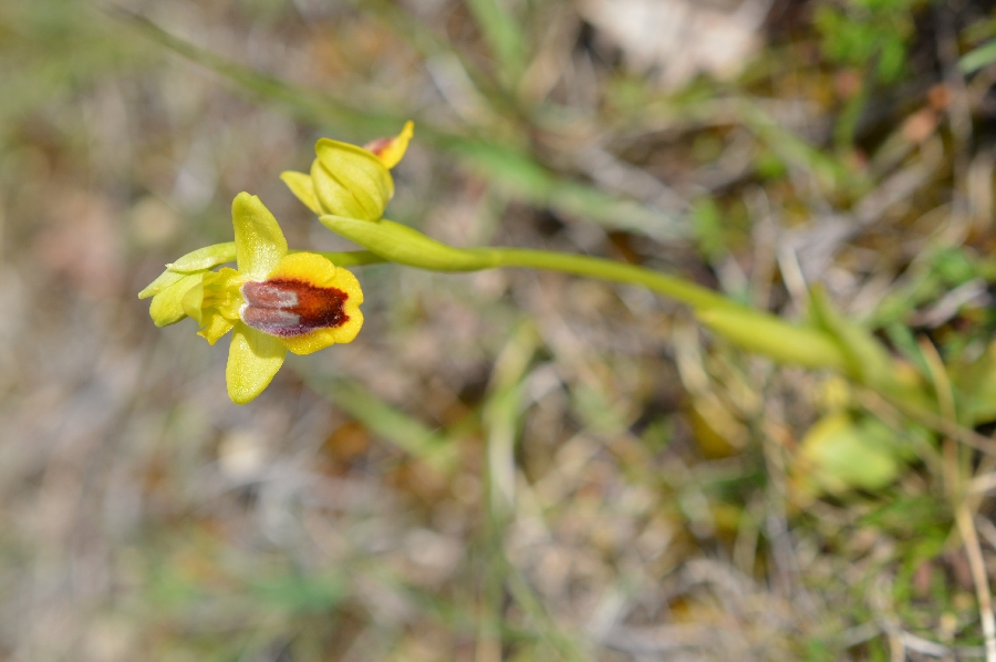 Balade commentée de la Lande de la Borie : à la recherche des Orchidées de La Rouquette