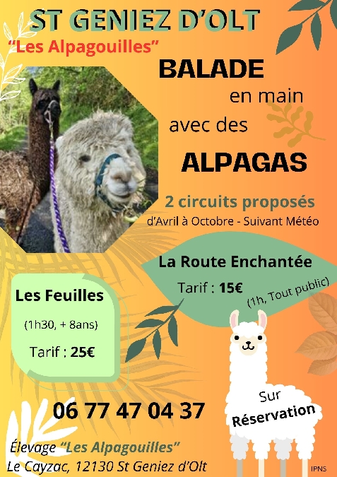 Les Alpagouilles - élevage d'alpagas
