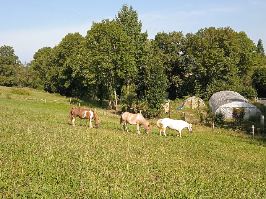 , Club equestre Le Diplodocus