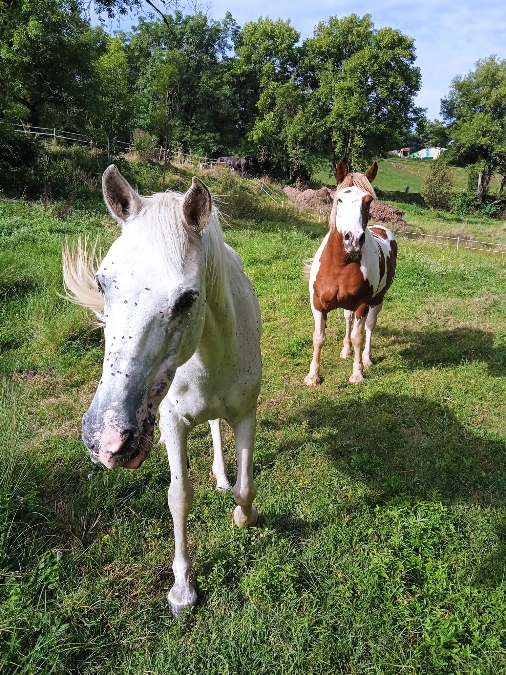 , Club equestre Le Diplodocus