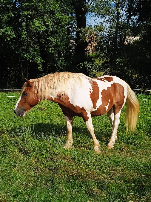 , Club equestre Le Diplodocus