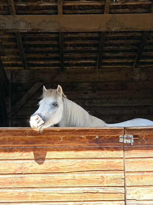 , Club equestre Le Diplodocus
