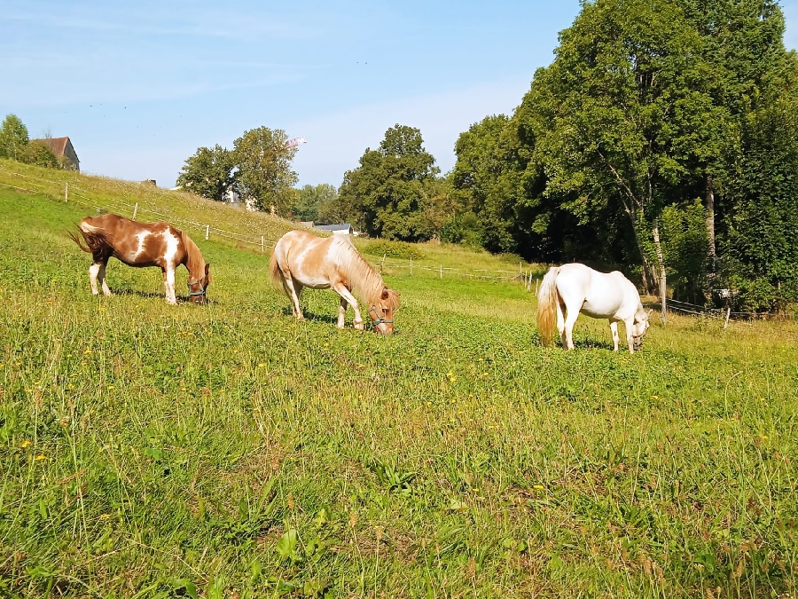 , Club equestre Le Diplodocus