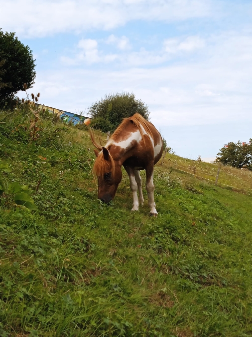 , Club equestre Le Diplodocus