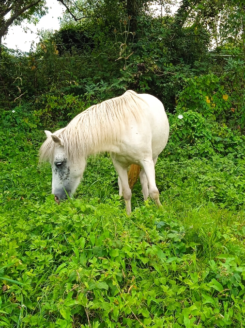 , Club equestre Le Diplodocus