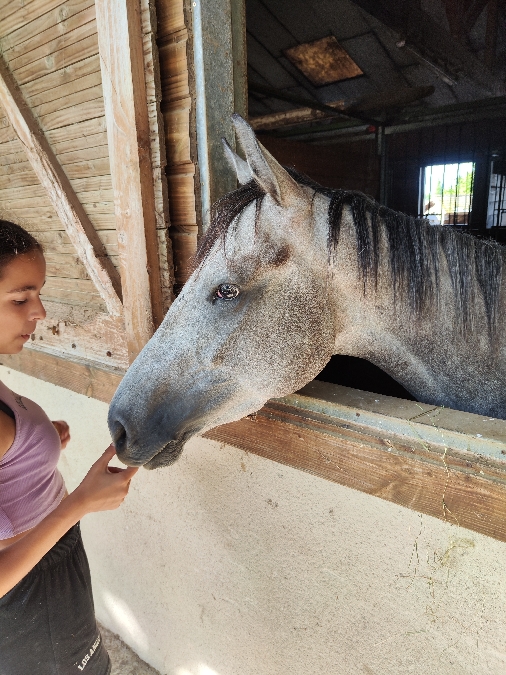 , Club equestre Le Diplodocus