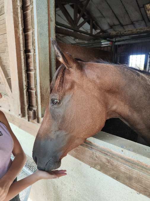 , Club equestre Le Diplodocus