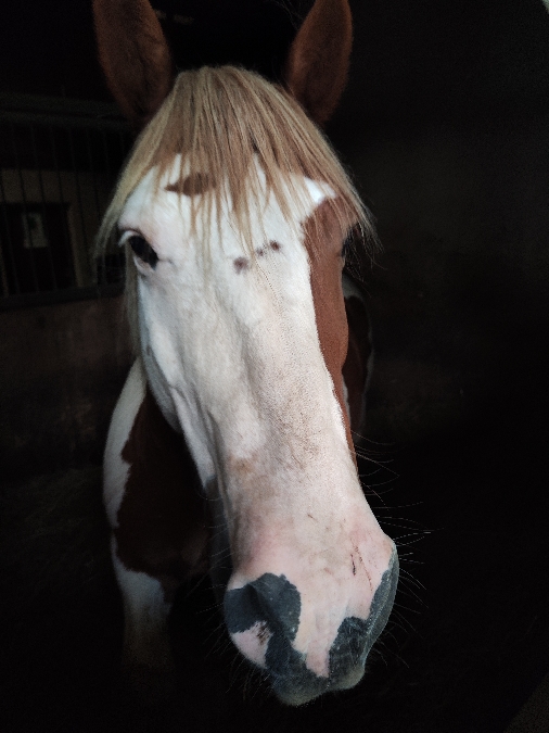 , Club equestre Le Diplodocus