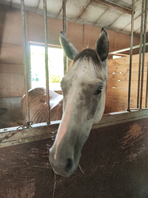 , Club equestre Le Diplodocus