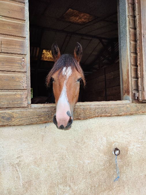 , Club equestre Le Diplodocus